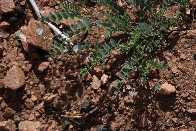 Astragalus sparsiflorus var. majusculus photo 6