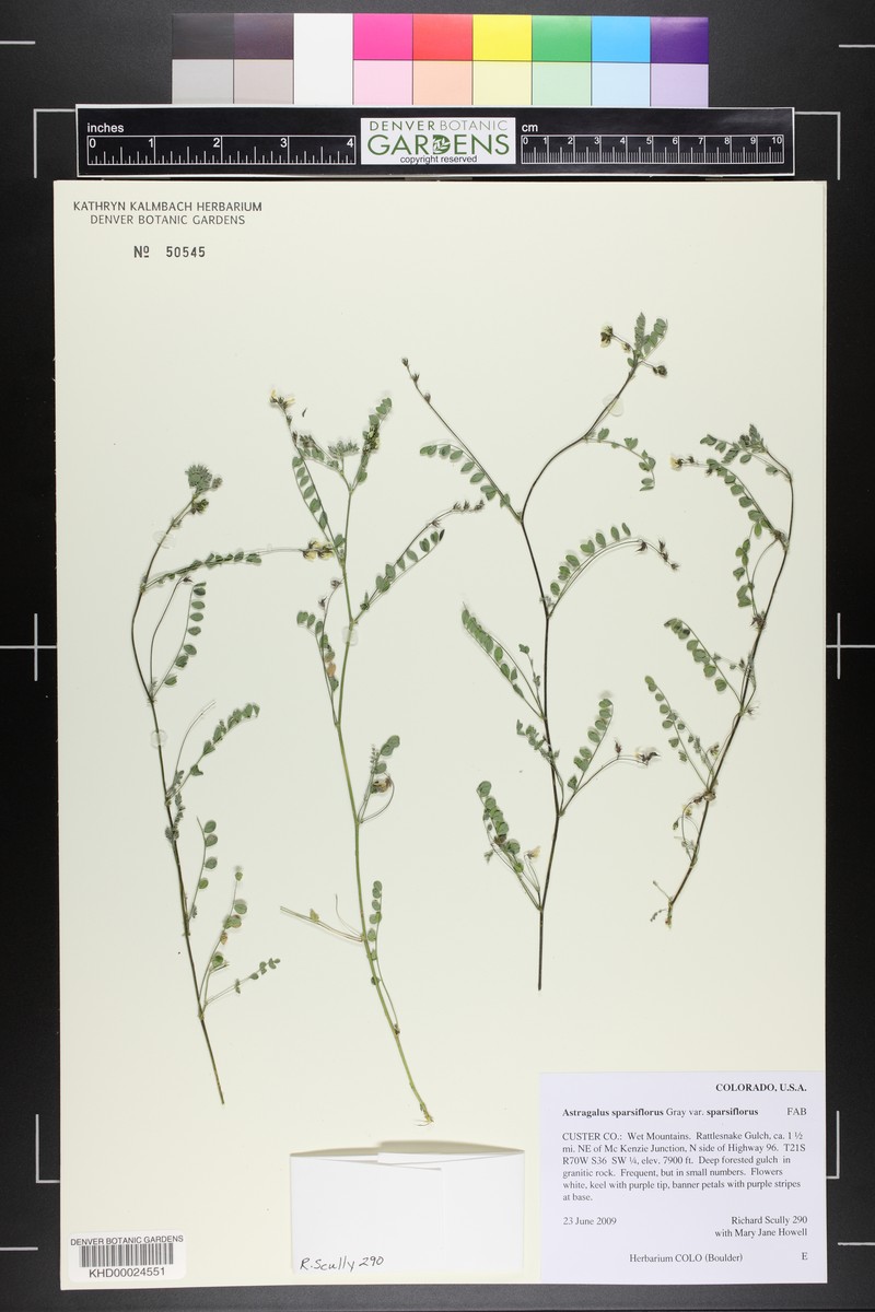 Astragalus sparsiflorus var. sparsiflorus