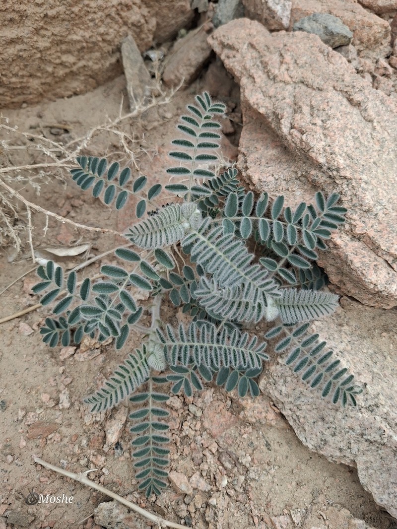 Astragalus sparsus