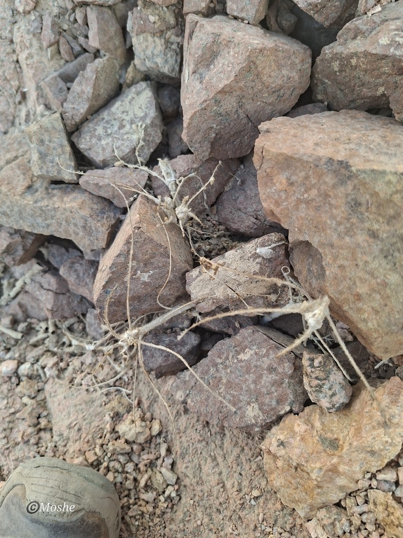 Astragalus sparsus photo 2