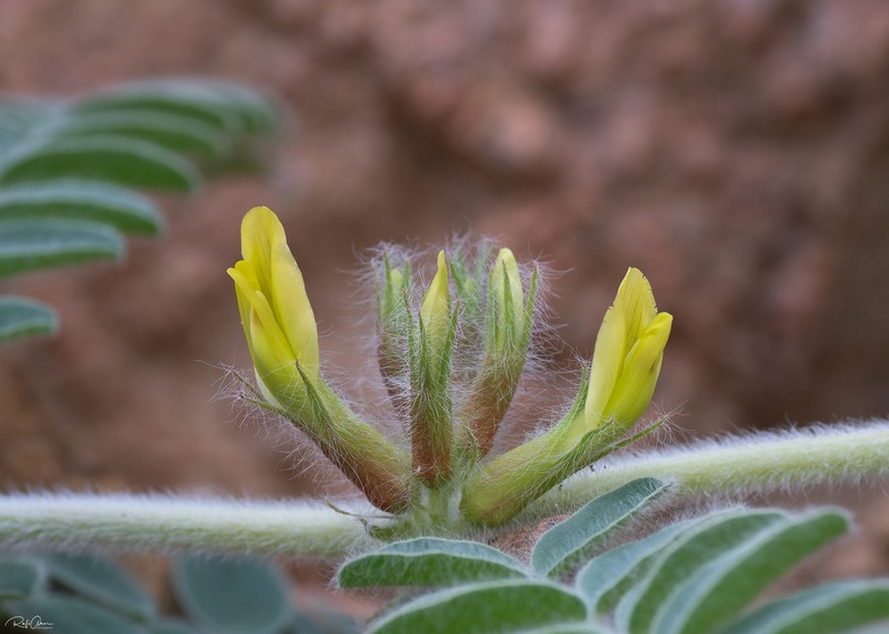 Astragalus sparsus photo 3