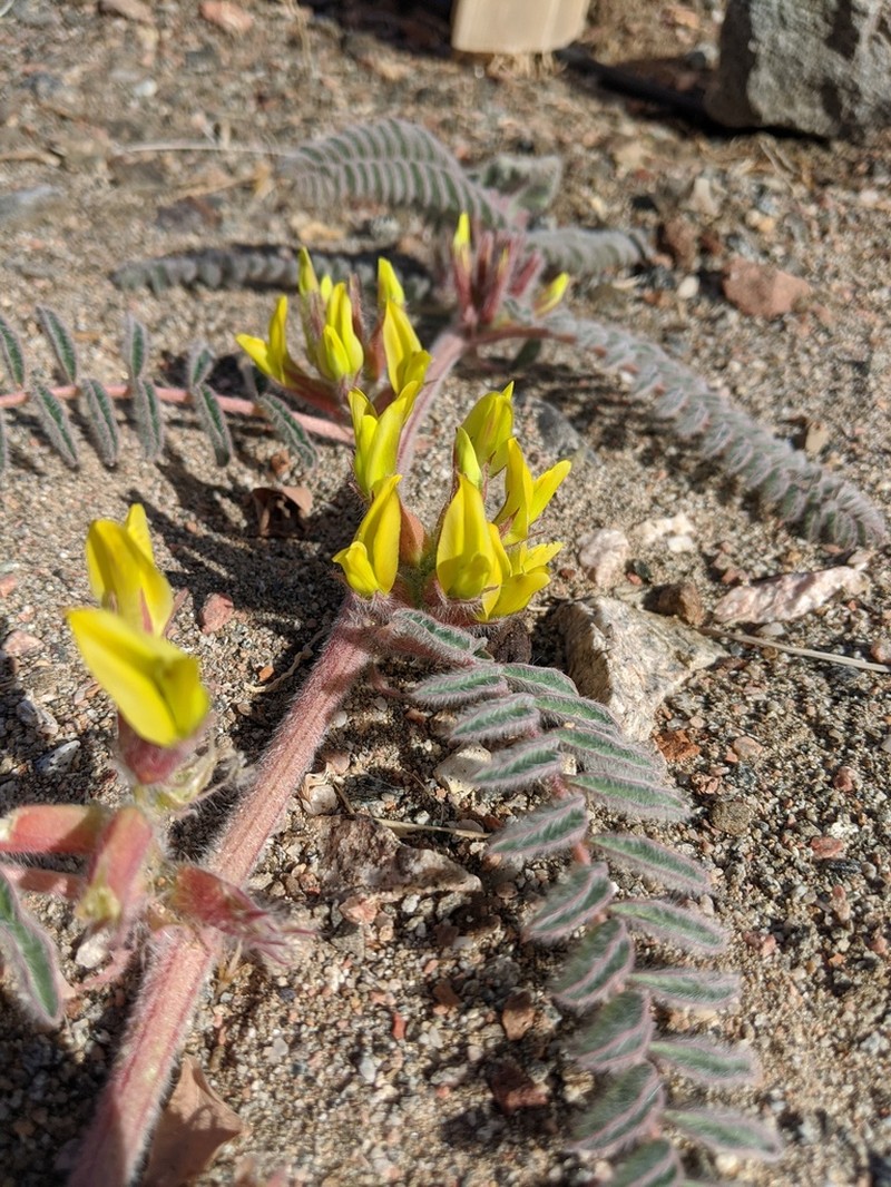 Astragalus sparsus photo 4