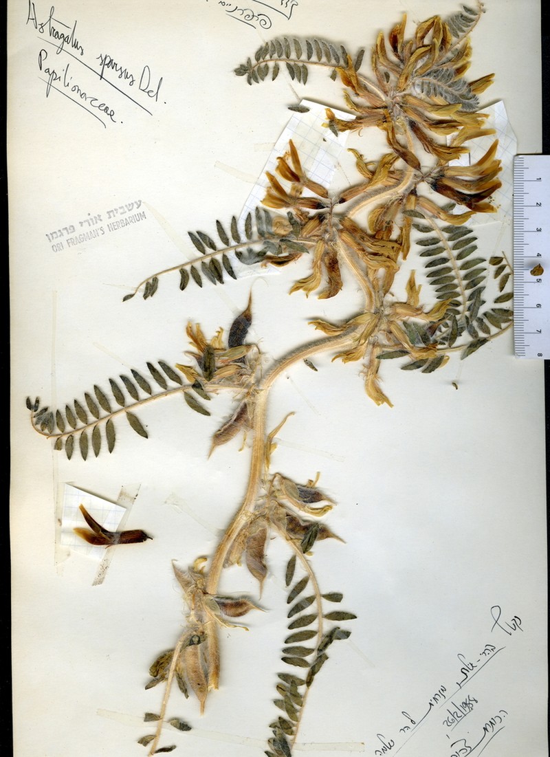 Astragalus sparsus photo 5
