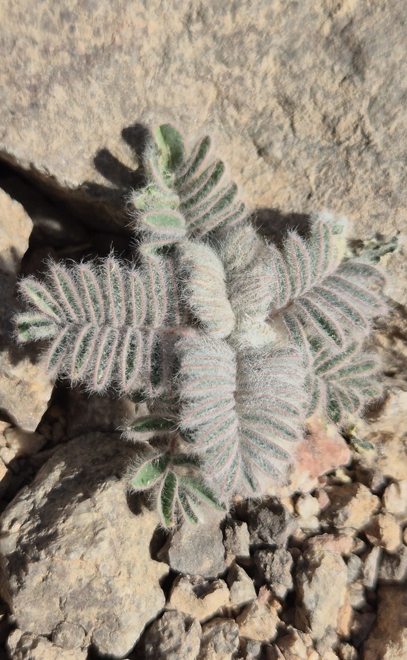 Astragalus sparsus photo 6