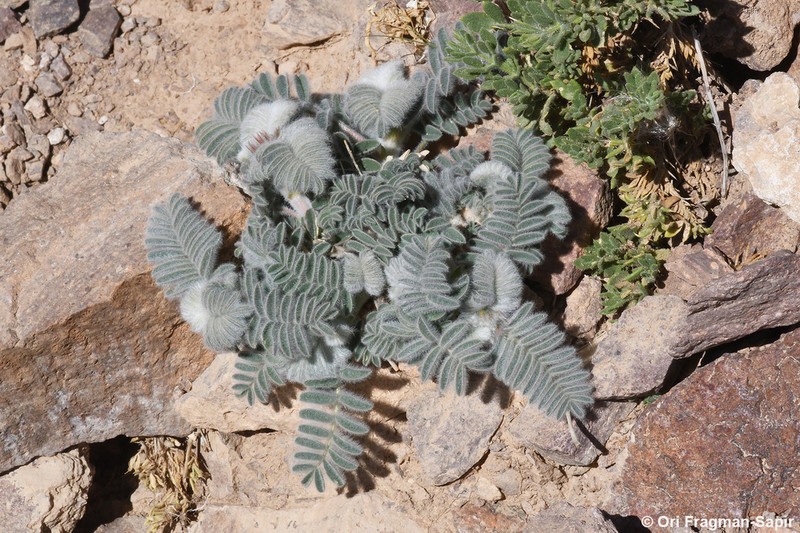 Astragalus sparsus photo 7