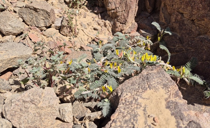 Astragalus sparsus photo 8