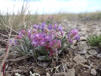 Tufted Milkvetch