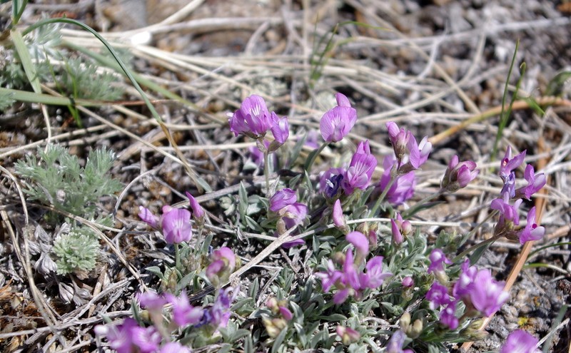 Tufted Milkvetch photo 2