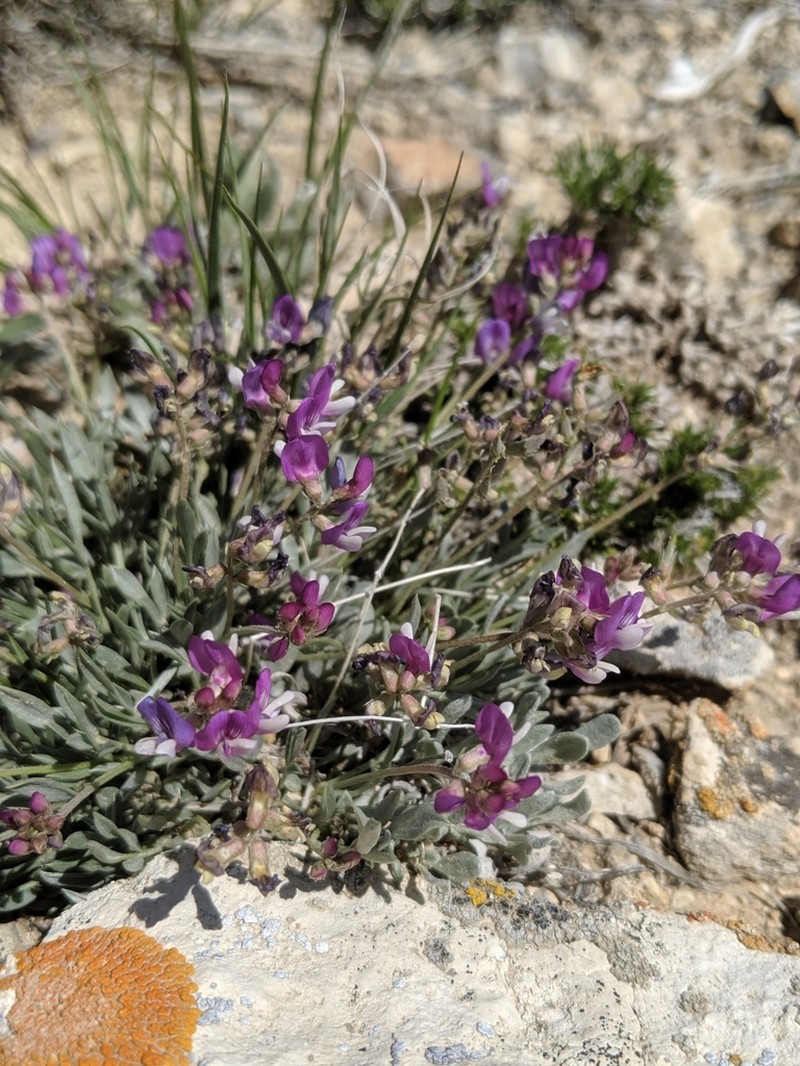 Tufted Milkvetch photo 3