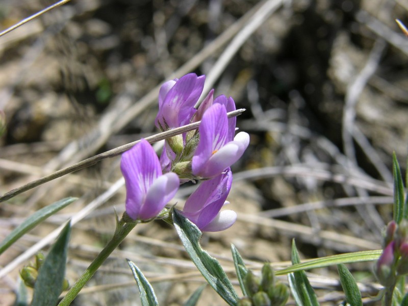 Tufted Milkvetch photo 5
