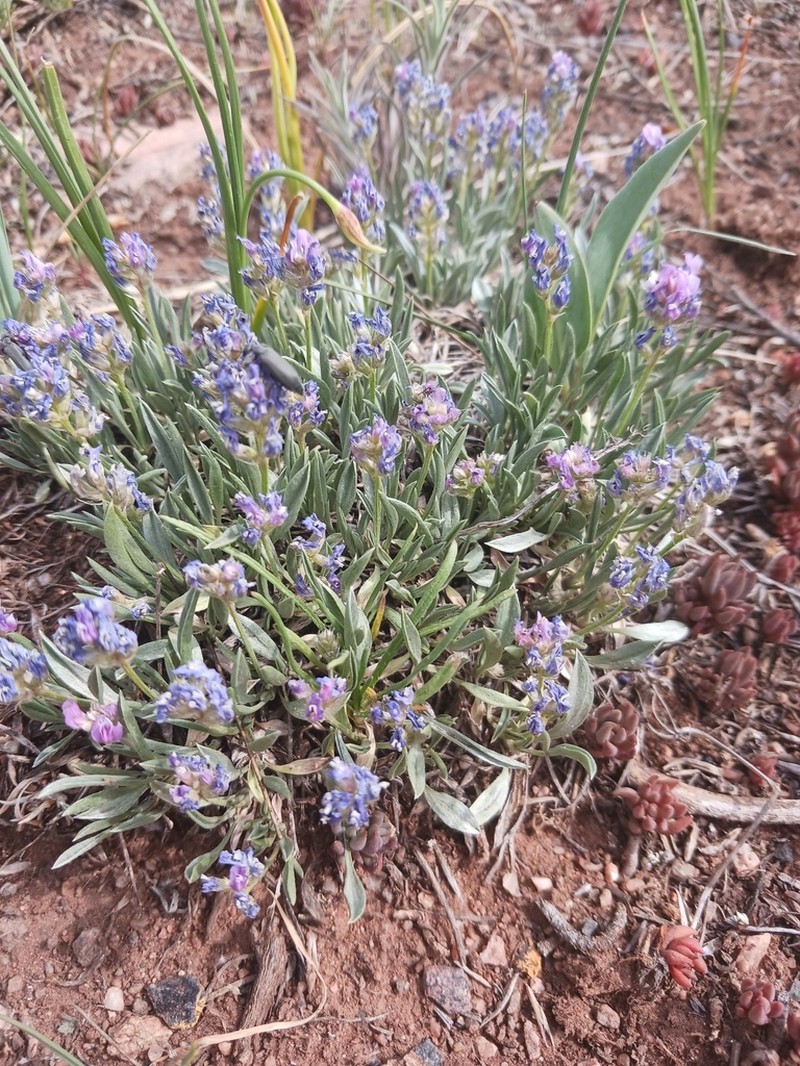 Tufted Milkvetch photo 6