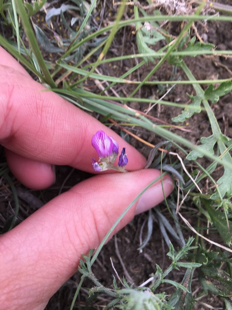 Tufted Milkvetch photo 7