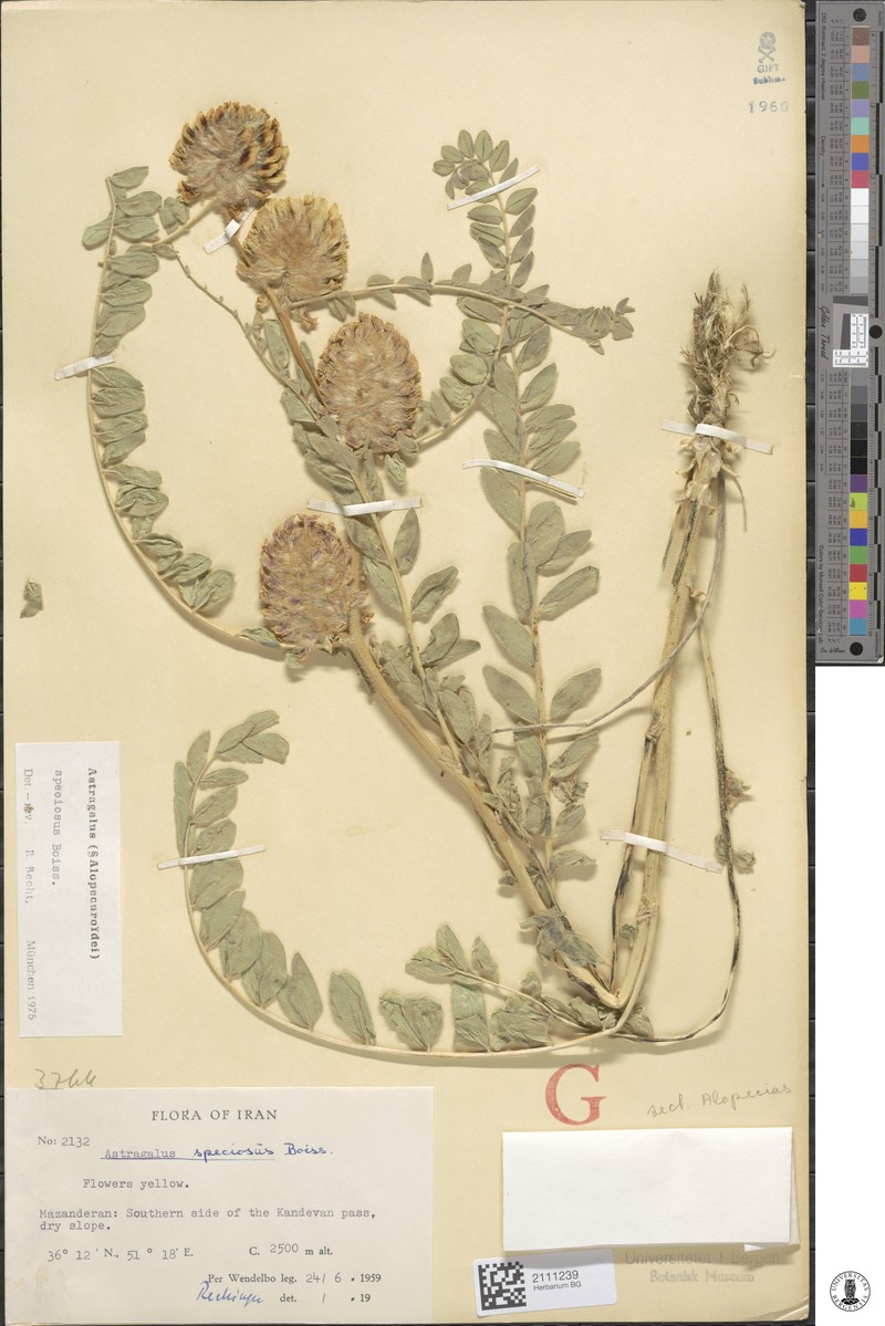 Astragalus speciosus