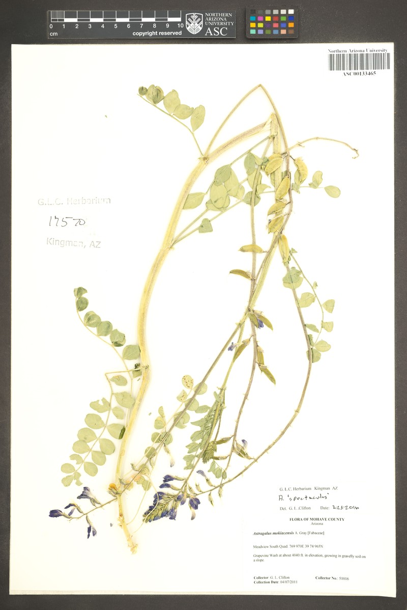 Astragalus spectabilis