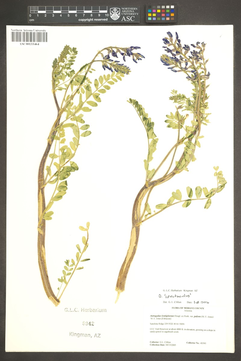 Astragalus spectabilis photo 2
