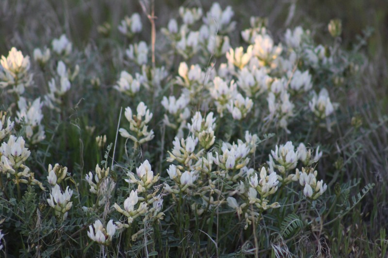 Threadstalk Milkvetch