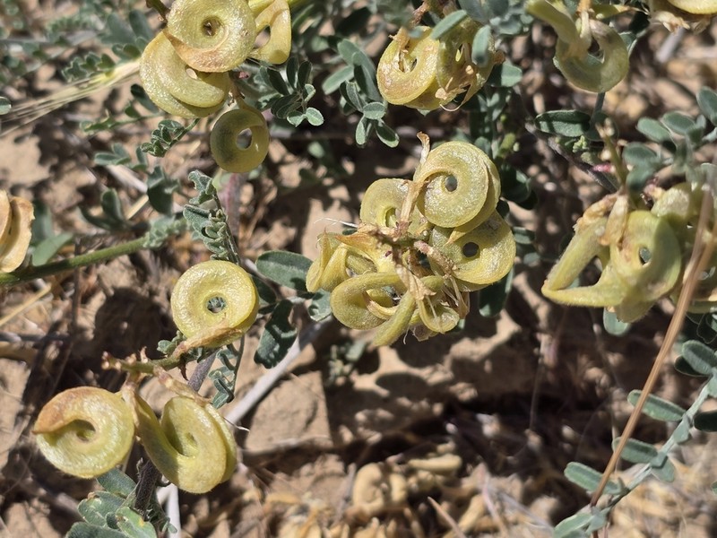 Threadstalk Milkvetch
