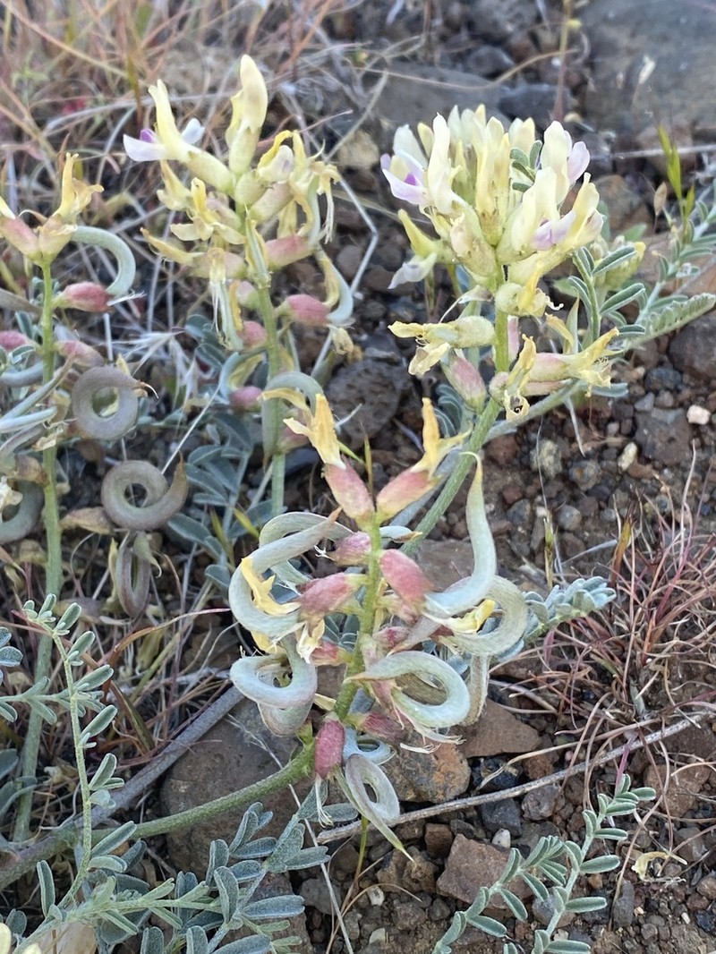 Threadstalk Milkvetch photo 2