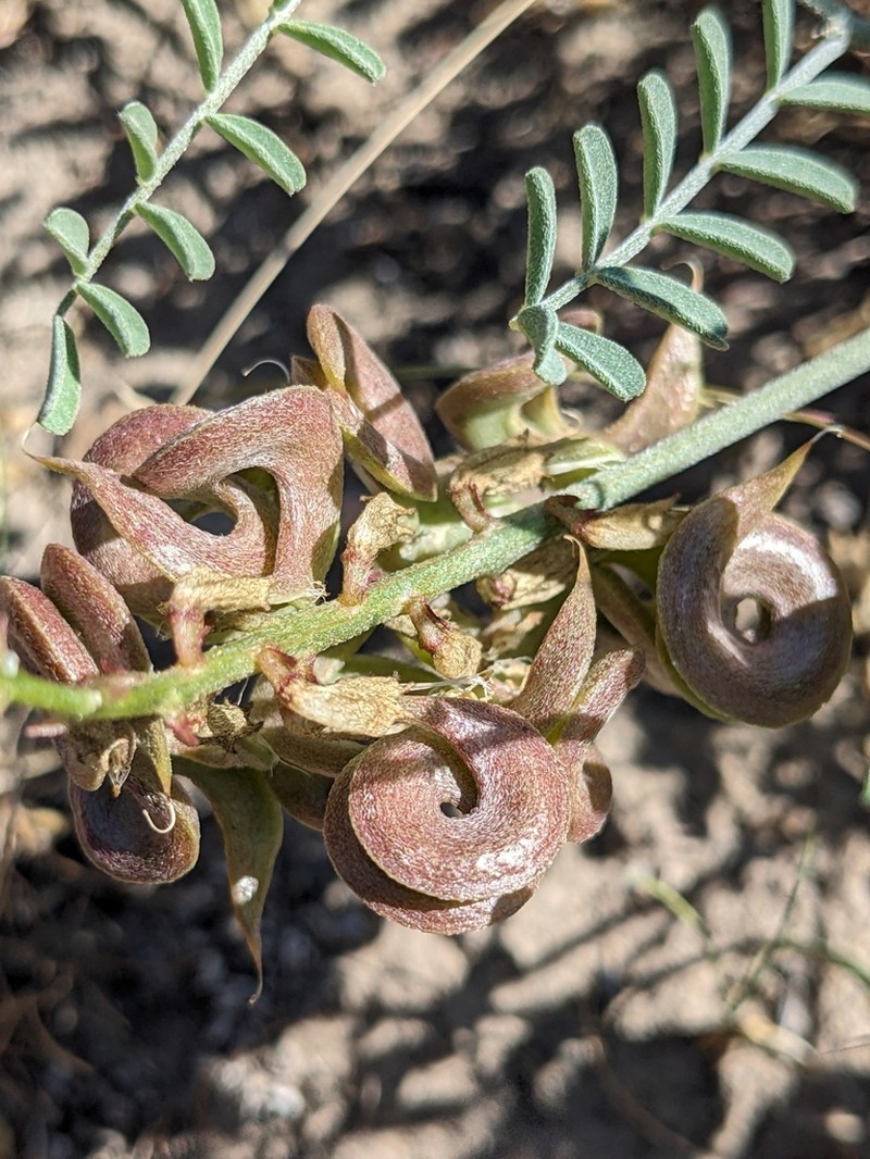 Threadstalk Milkvetch photo 3