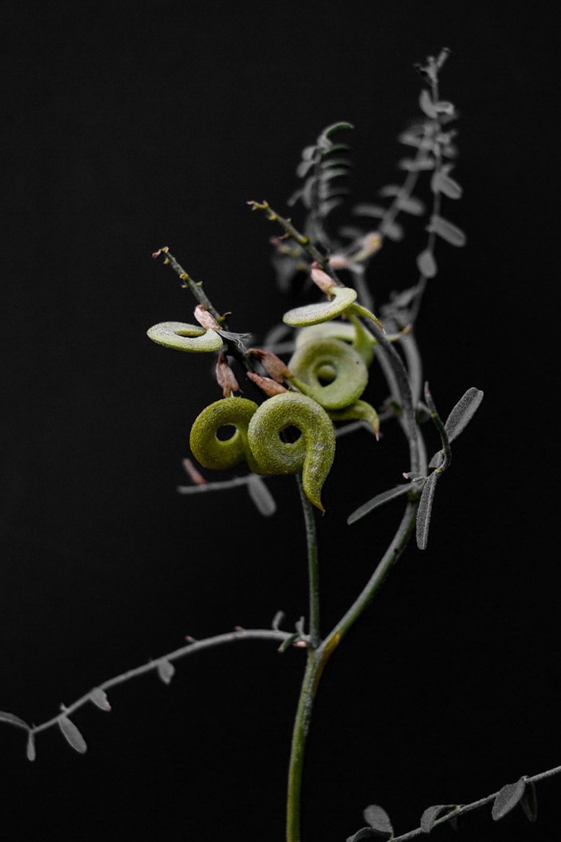 Threadstalk Milkvetch photo 4