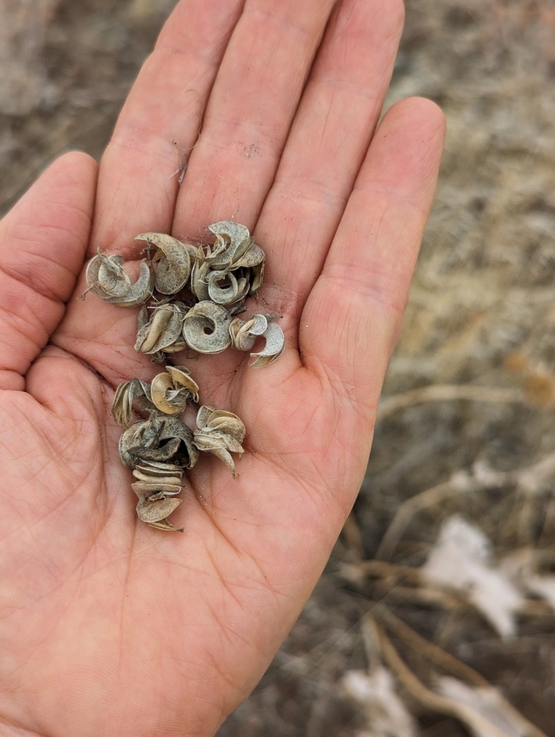 Threadstalk Milkvetch photo 5