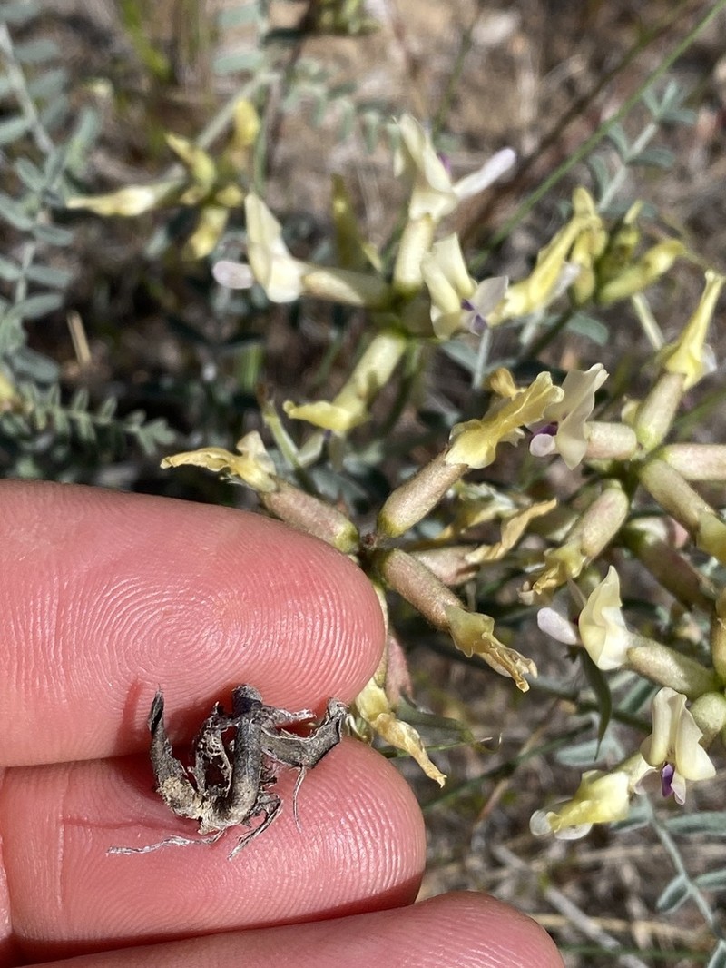 Threadstalk Milkvetch photo 6