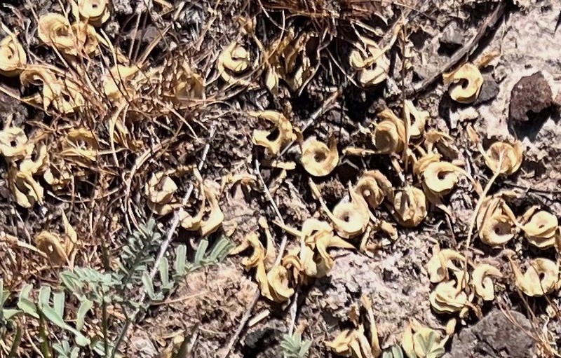 Threadstalk Milkvetch photo 7