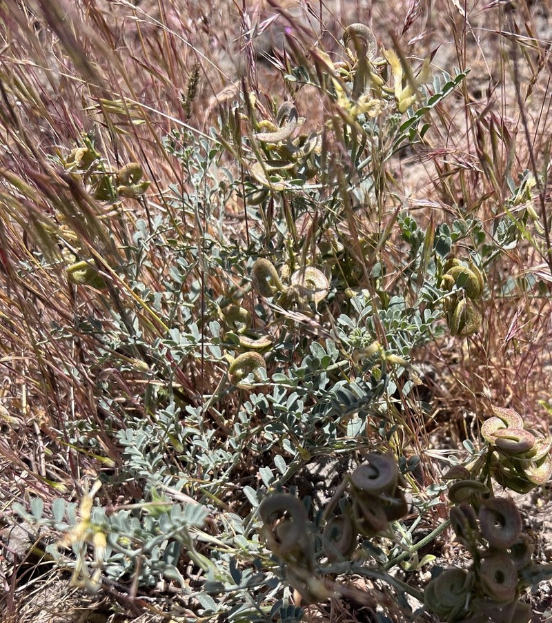 Threadstalk Milkvetch photo 8