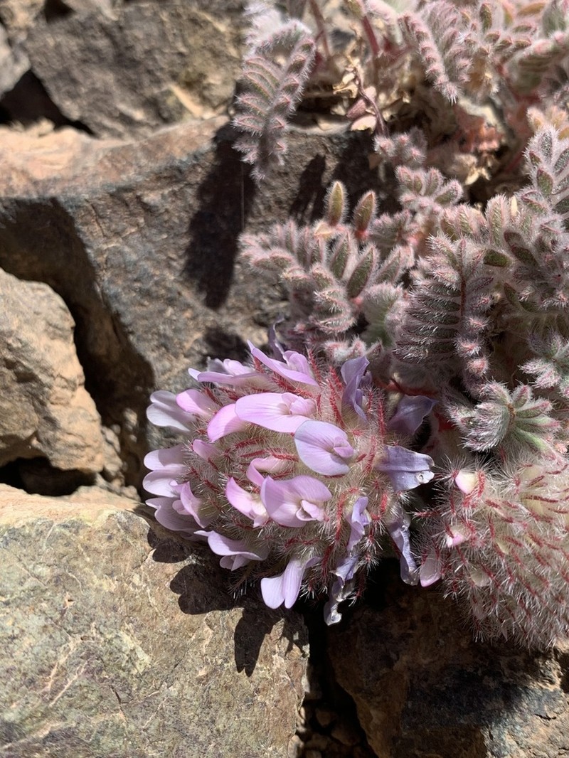 Astragalus sphaeranthus