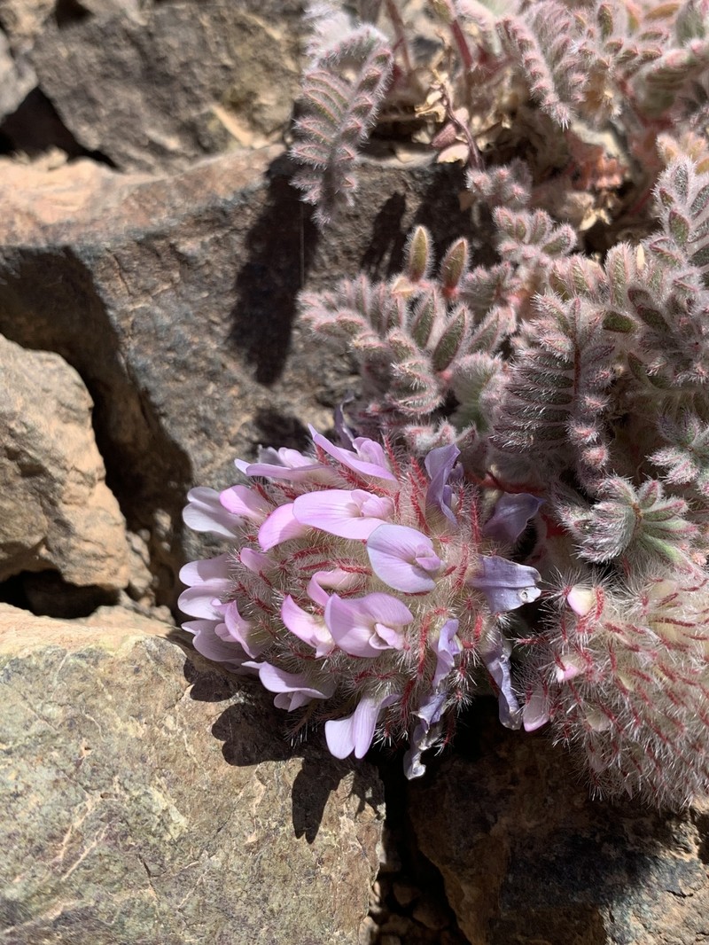 Astragalus sphaeranthus photo 2