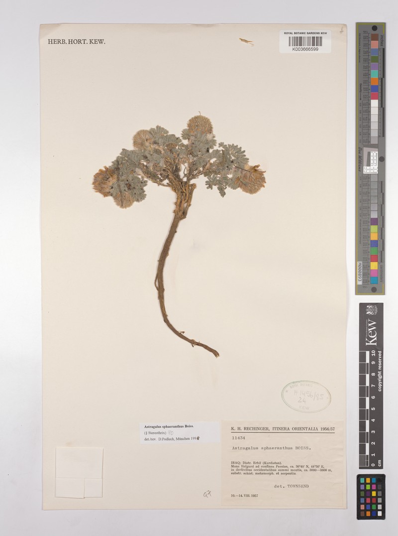 Astragalus sphaeranthus photo 3