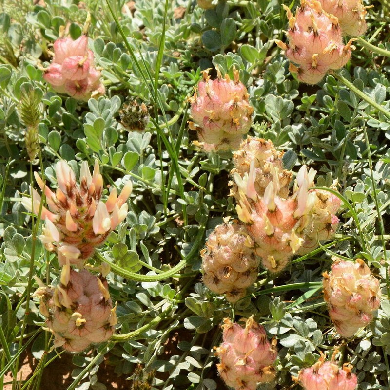 Astragalus sphaerocystis