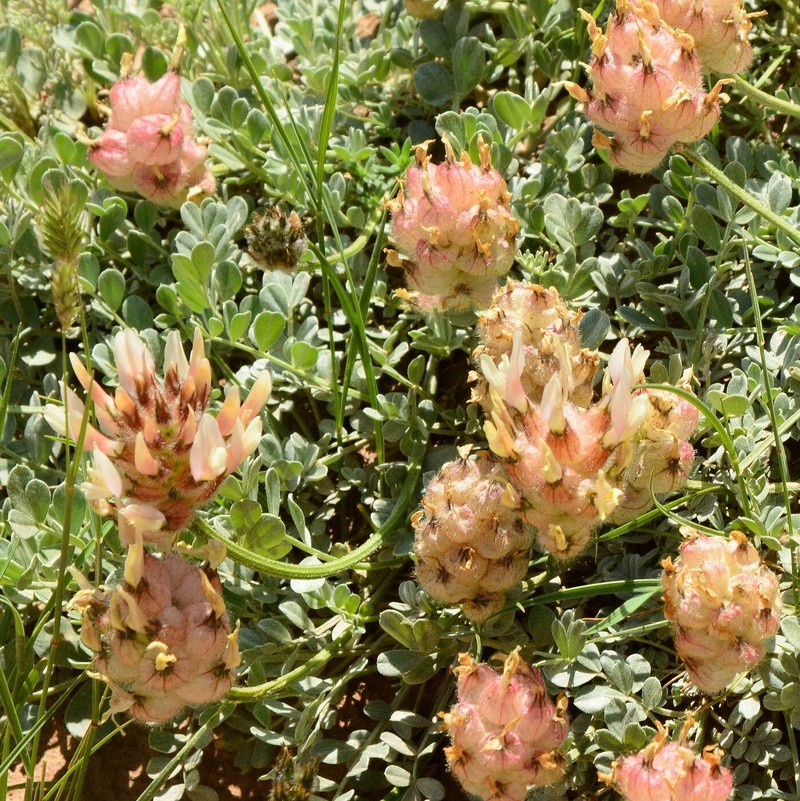 Astragalus sphaerocystis photo 2