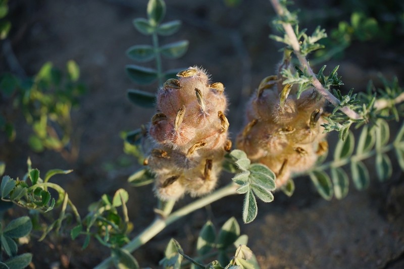 Astragalus sphaerophysa