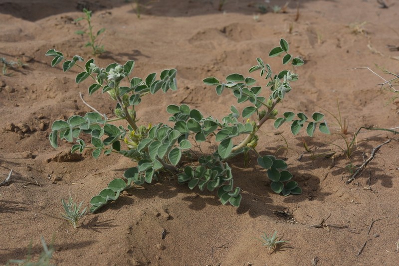Astragalus sphaerophysa photo 3