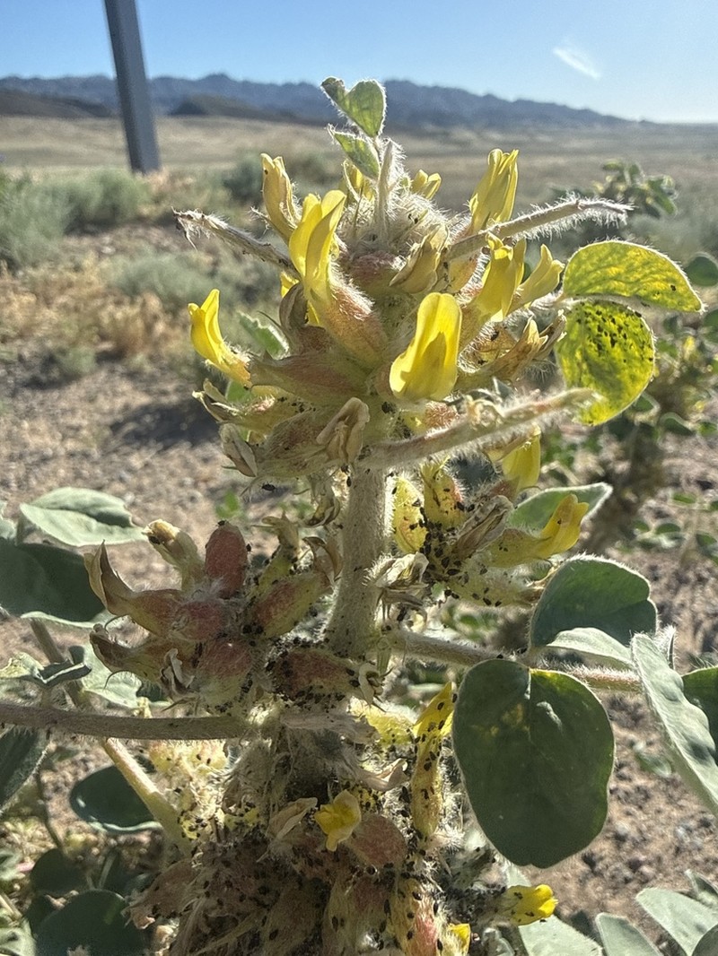 Astragalus sphaerophysa photo 4