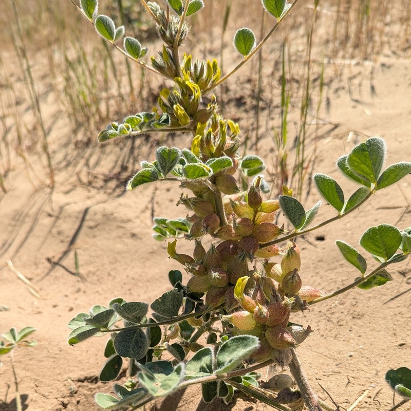 Astragalus sphaerophysa photo 5