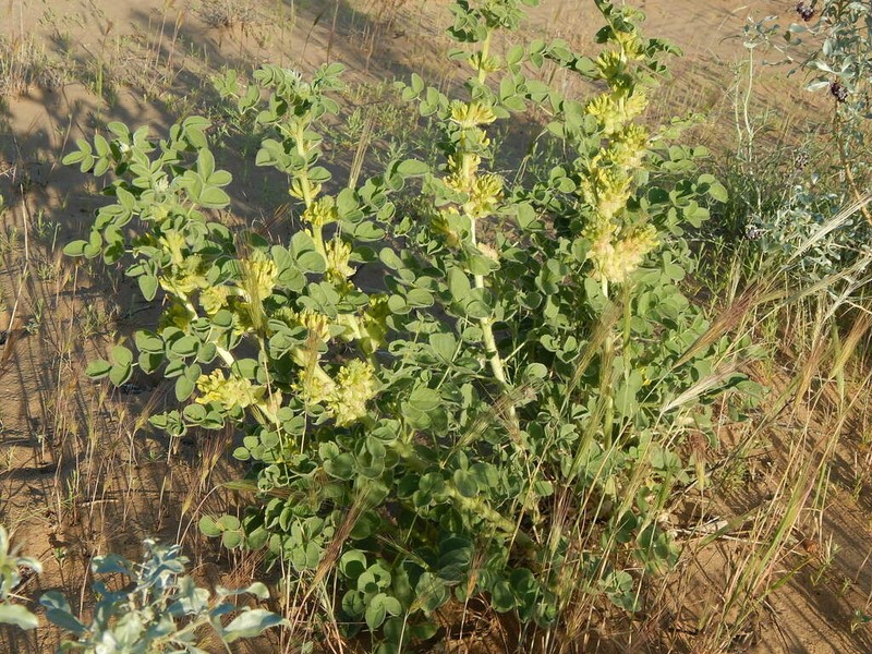 Astragalus sphaerophysa photo 6
