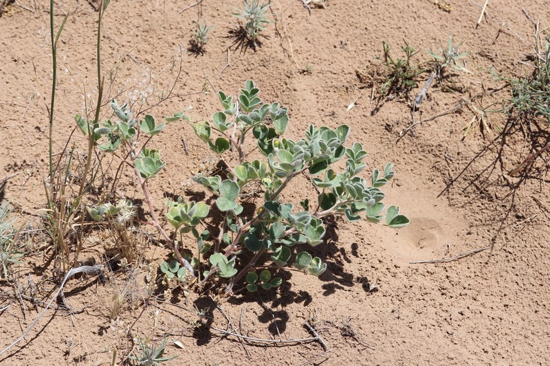 Astragalus sphaerophysa photo 7