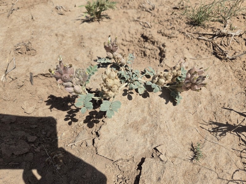 Astragalus sphaerophysa photo 8