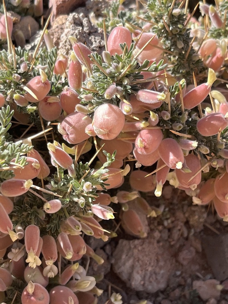 Astragalus spinosus