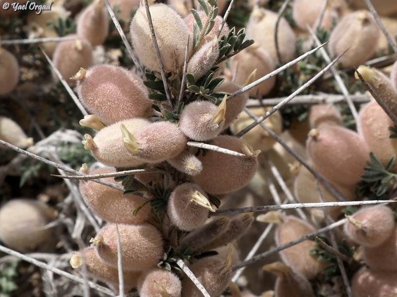 Astragalus spinosus photo 2