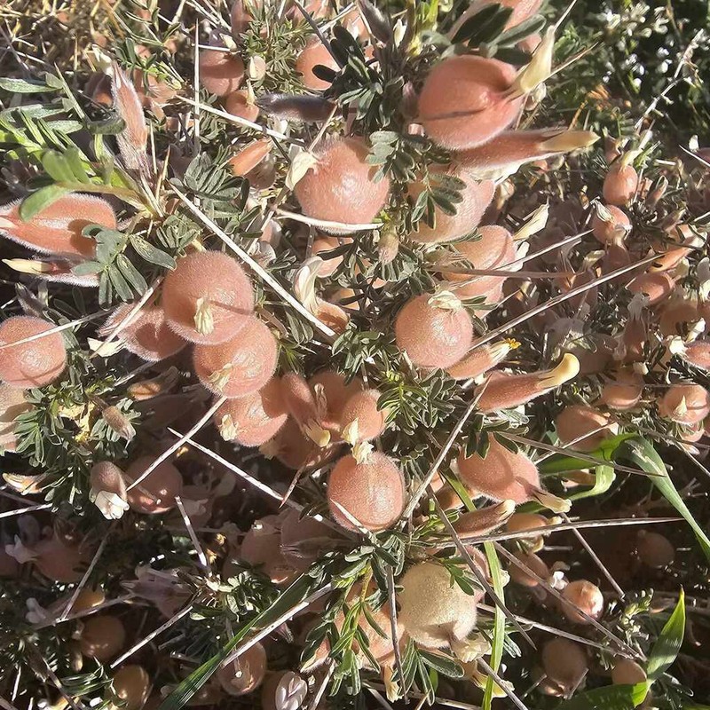 Astragalus spinosus photo 3