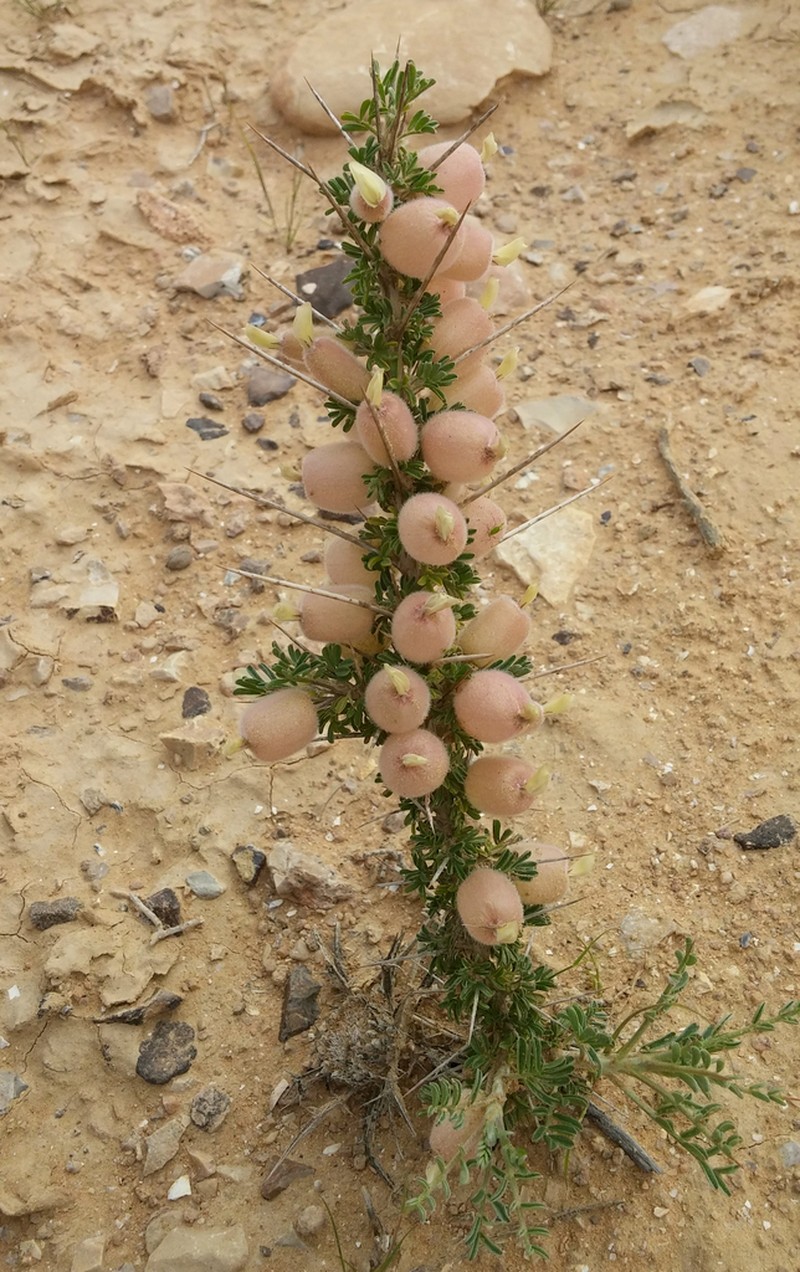 Astragalus spinosus photo 4