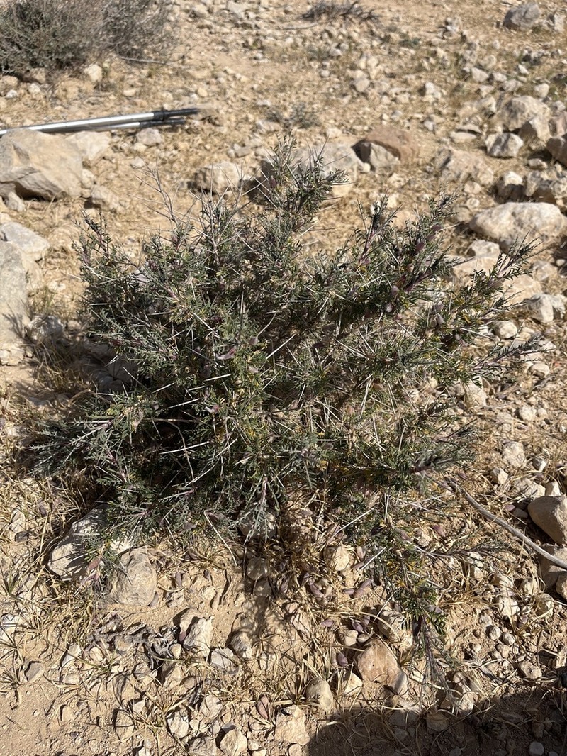 Astragalus spinosus photo 5