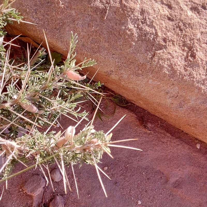 Astragalus spinosus photo 6