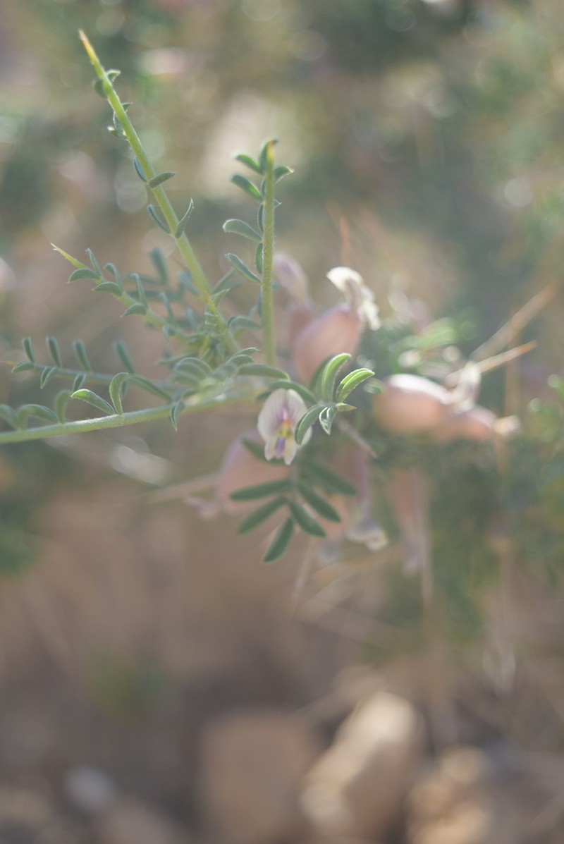 Astragalus spinosus photo 7