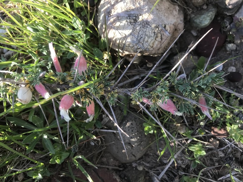 Astragalus spinosus photo 8