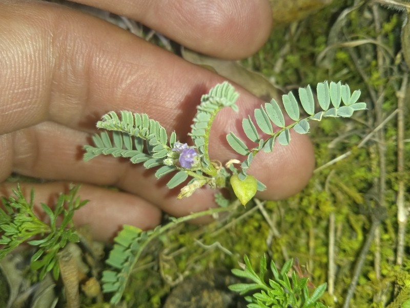 Astragalus sprucei