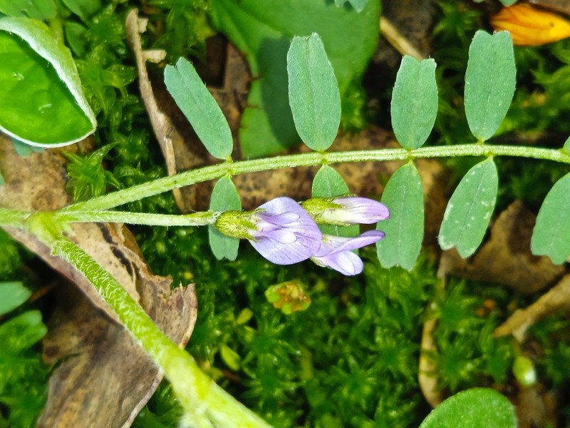 Astragalus sprucei photo 2